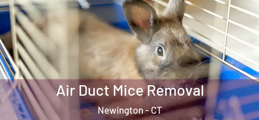  Air Duct Mice Removal Newington - CT